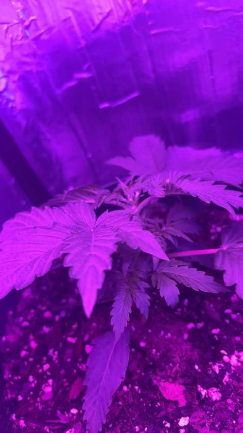 Mango smile fantasmo express cross