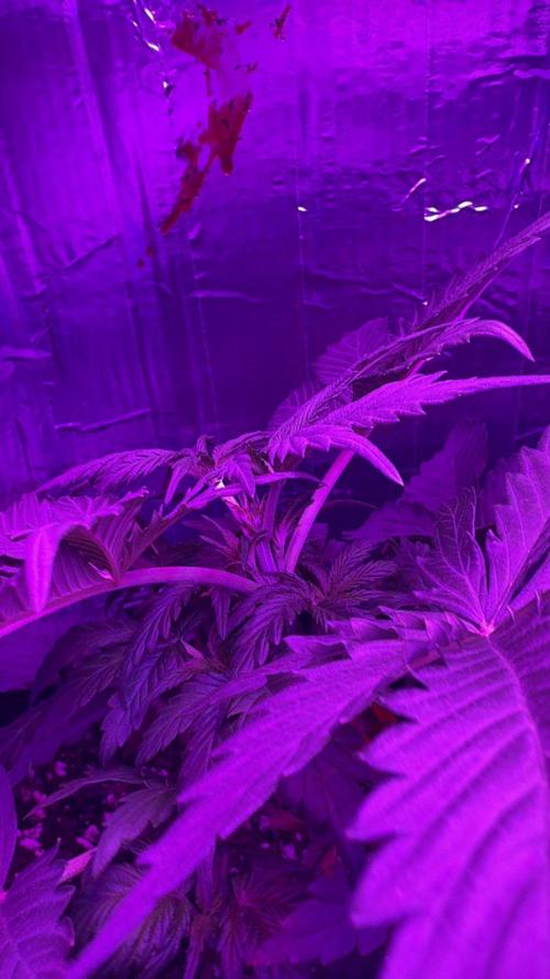 Mango smile fantasmo express cross. Week 4