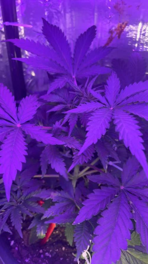 Mango smile fantasmo express cross