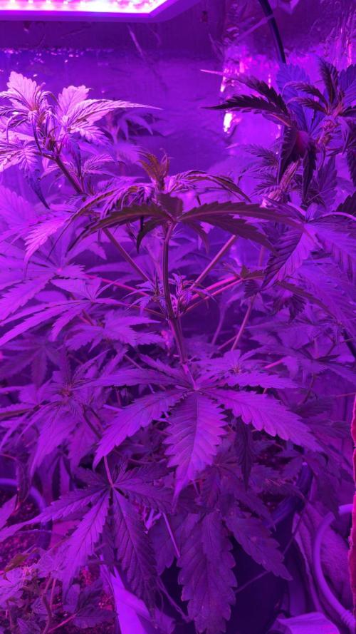 Mango smile fantasmo express cross. Week 5