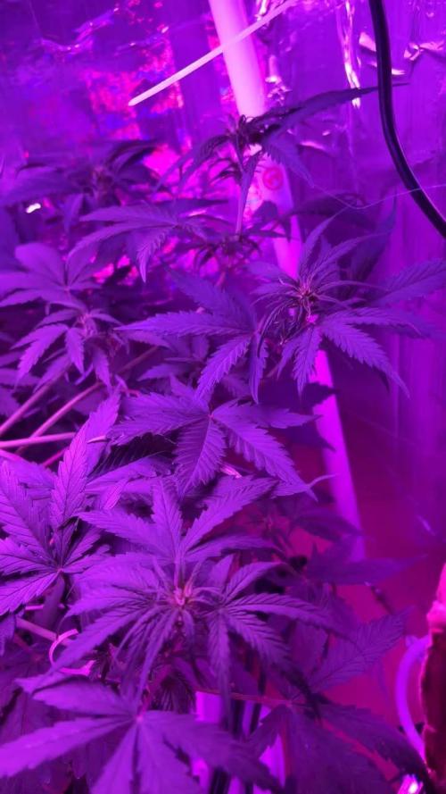 Mango smile fantasmo express cross