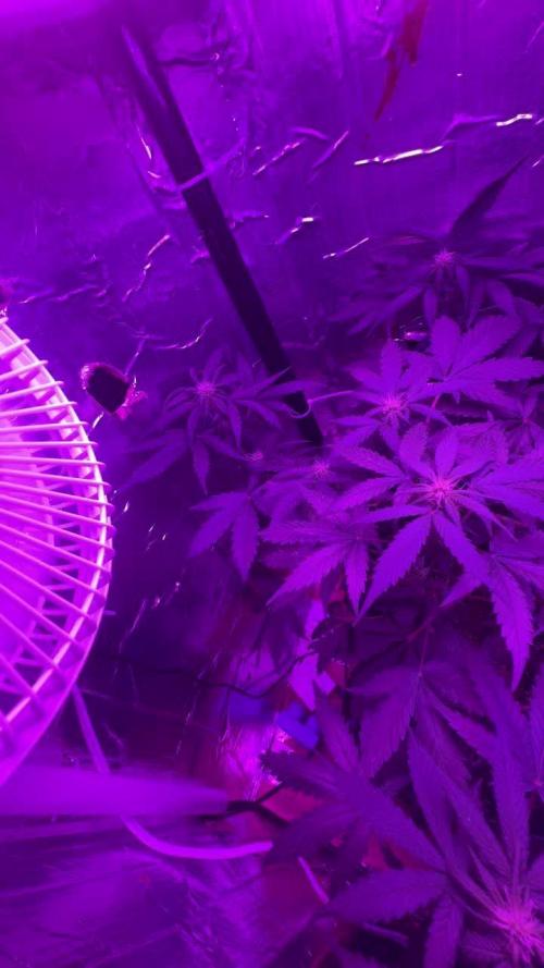 Mango smile fantasmo express cross