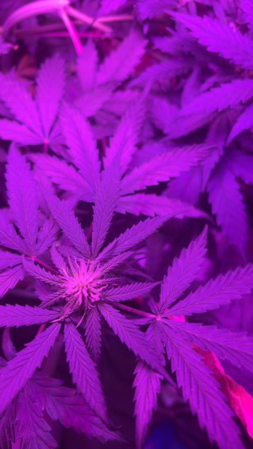 Mango smile fantasmo express cross. Week 6