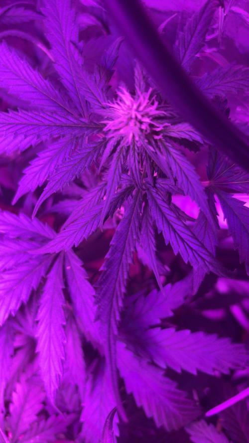 Mango smile fantasmo express cross. Week 6