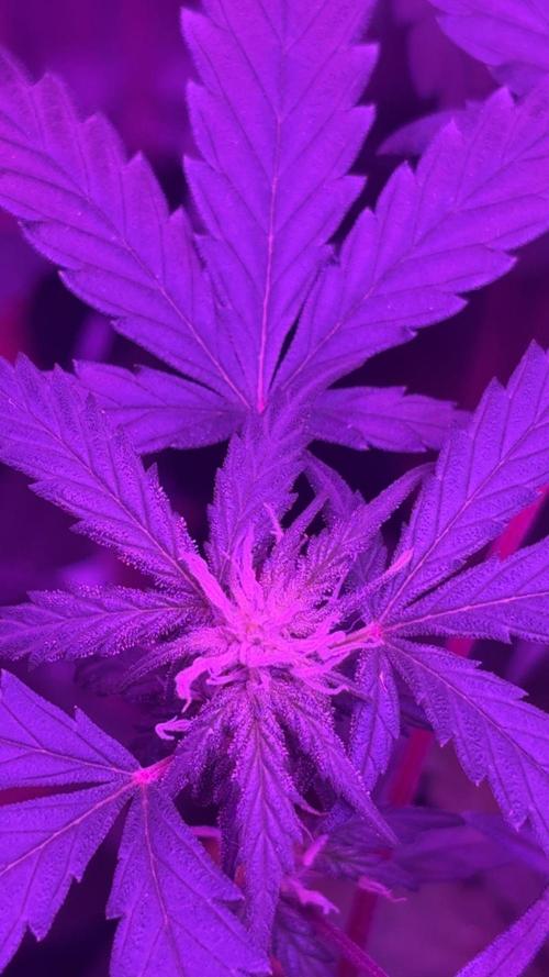 Mango smile fantasmo express cross. Week 6