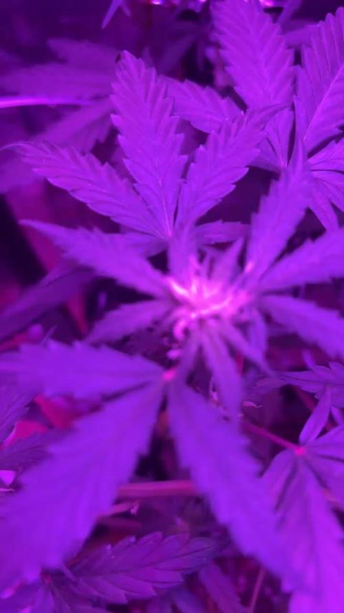 Mango smile fantasmo express cross