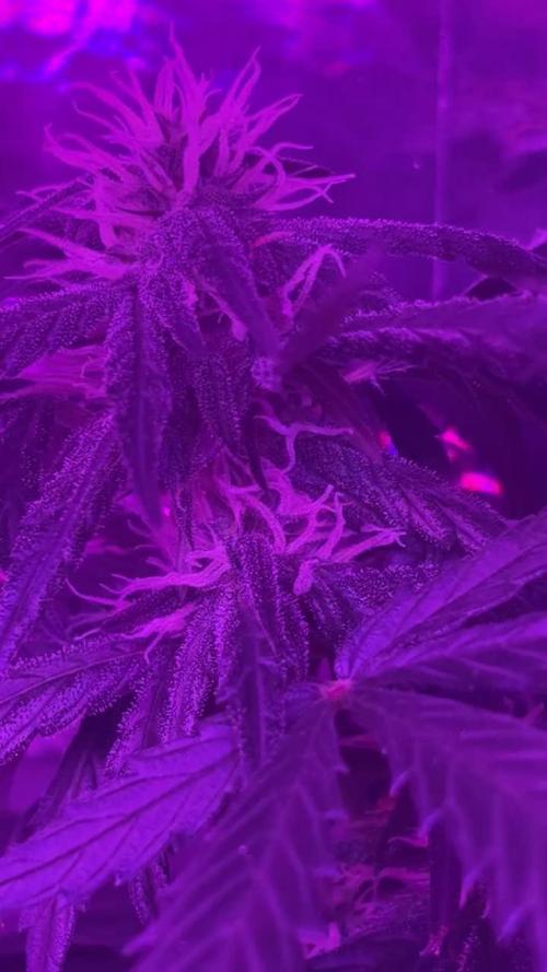 Mango smile fantasmo express cross