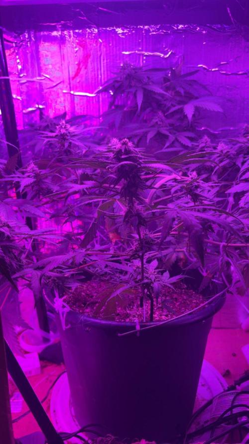 Mango smile fantasmo express cross. Week 8