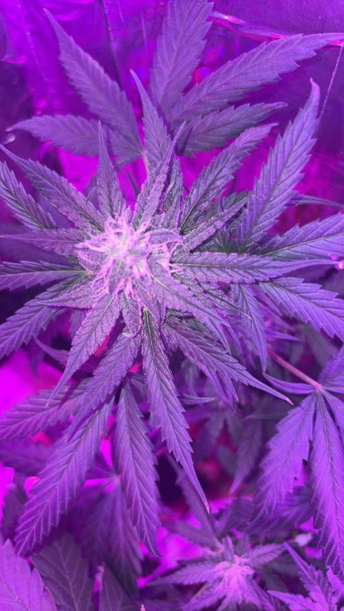 Mango smile fantasmo express cross. Week 8