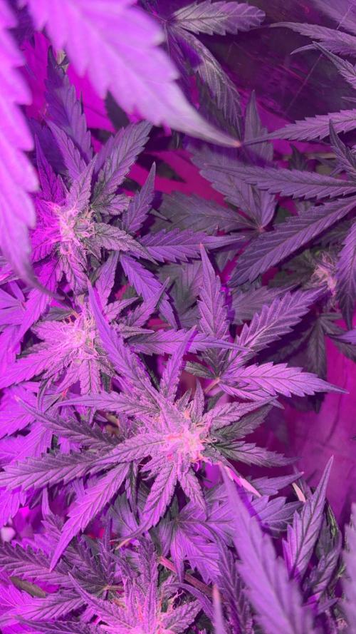 Mango smile fantasmo express cross. Week 8