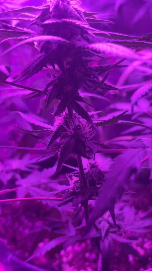 Mango smile fantasmo express cross