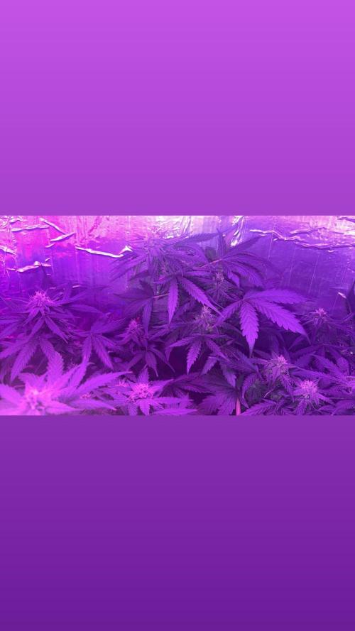 Mango smile fantasmo express cross. Week 8