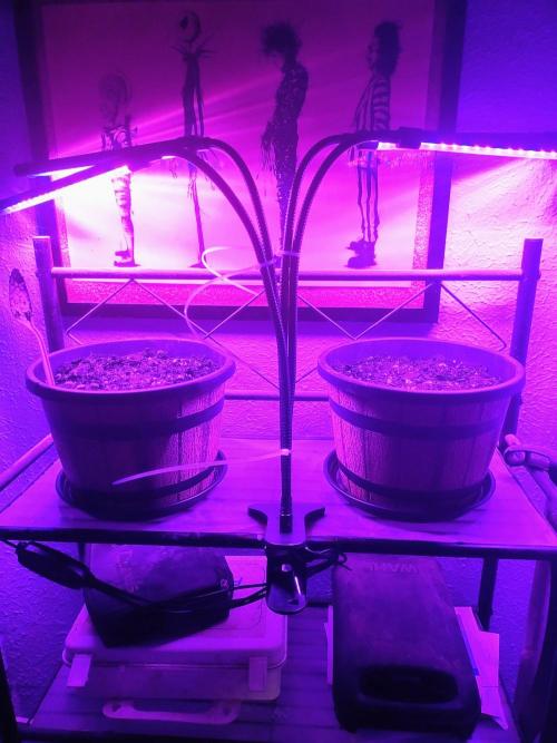 xxm0stw4nt3d. Week 0 - Small pots