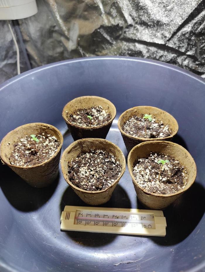 Mercedes, Judith, chappell and Leslie. Week 0