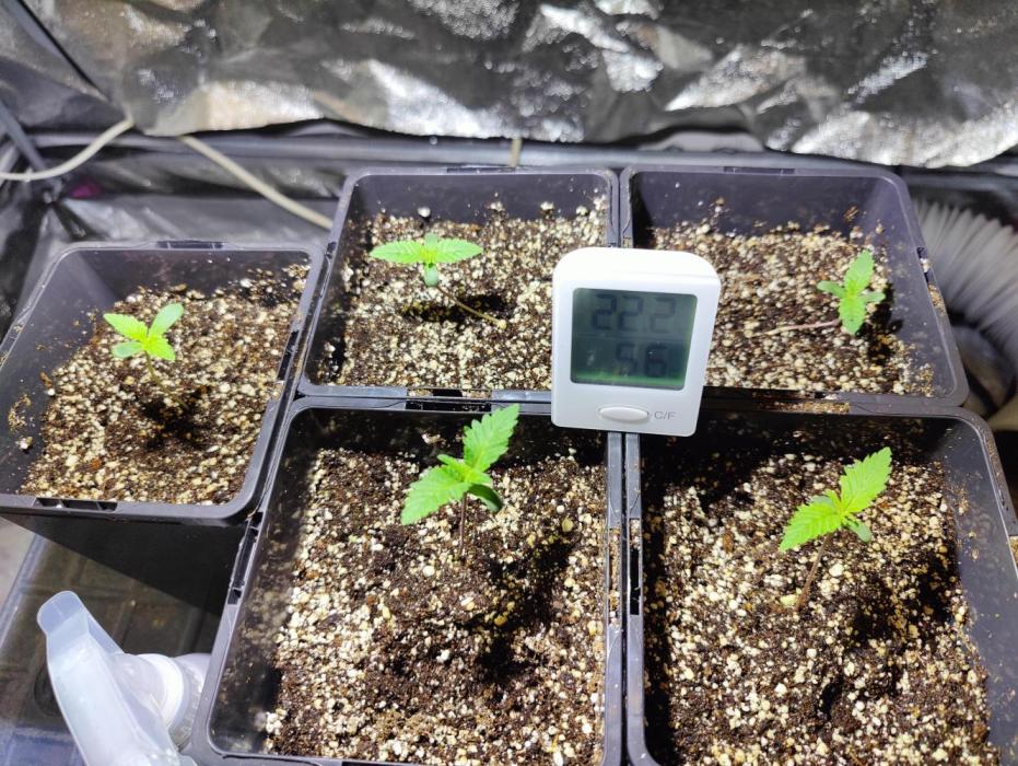 Mercedes, Judith, chappell and Leslie. Week 1