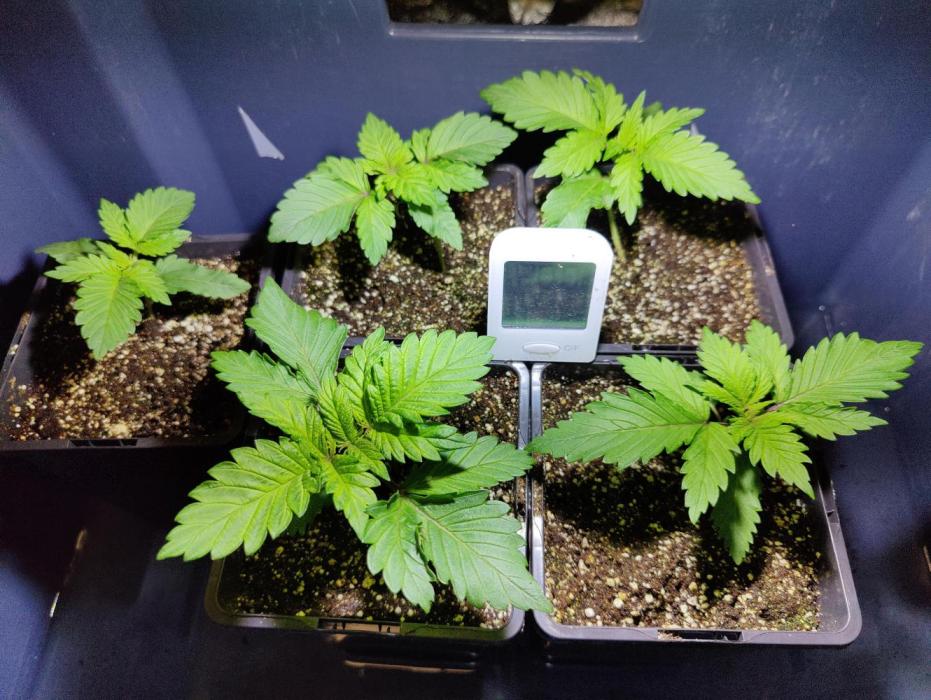 Mercedes, Judith, chappell and Leslie. Week 2