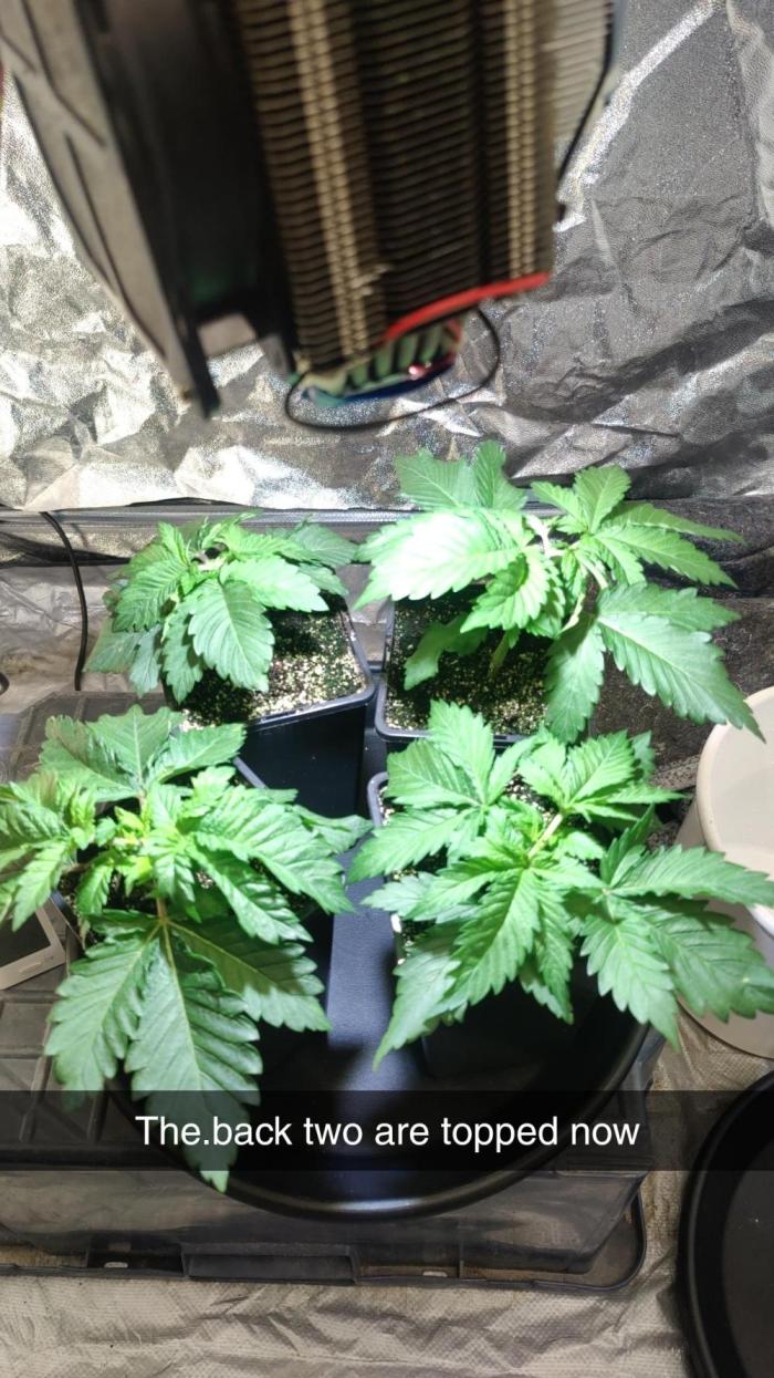 Mercedes, Judith, chappell and Leslie. Week 3