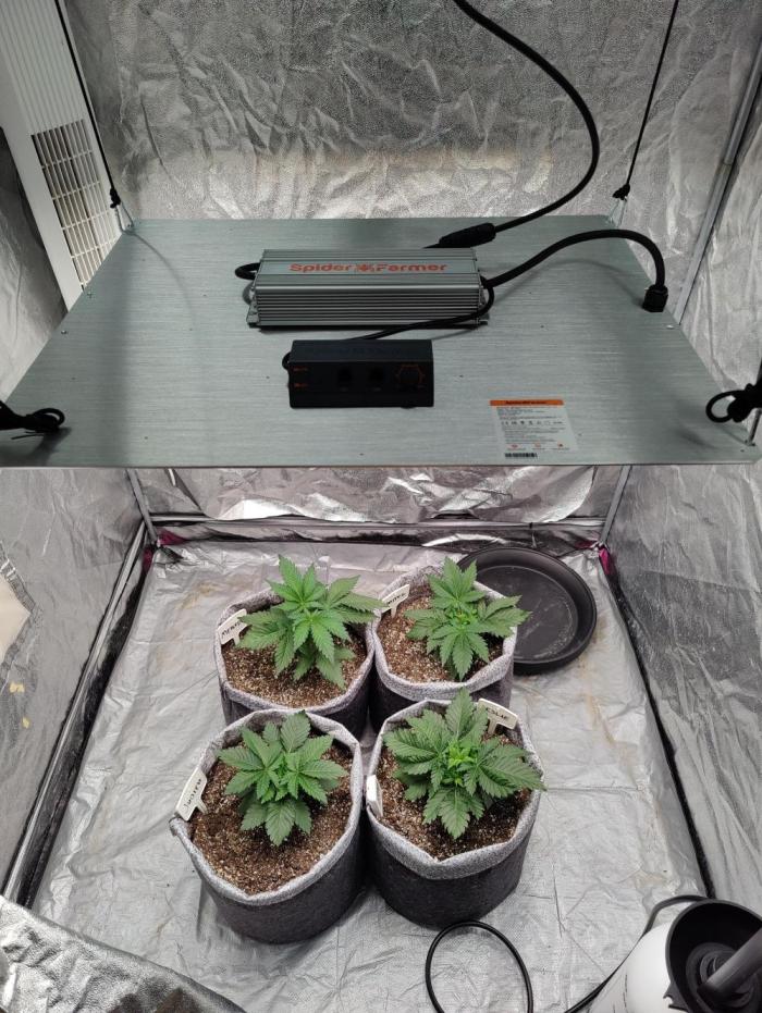 Mercedes, Judith, chappell and Leslie. Week 4 - Neeeww laaamppp