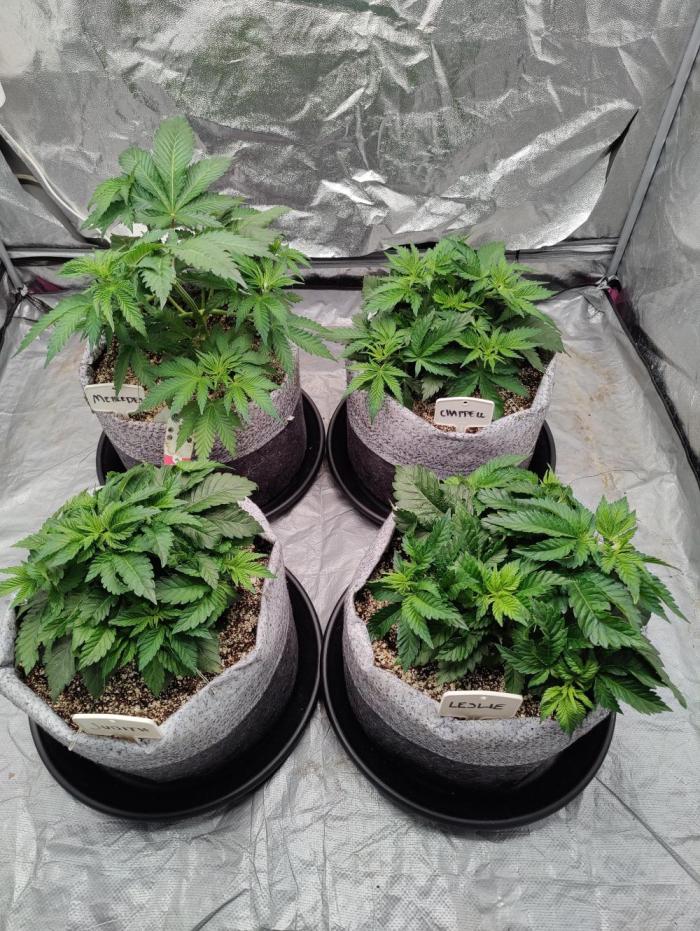 Mercedes, Judith, chappell and Leslie. Week 5