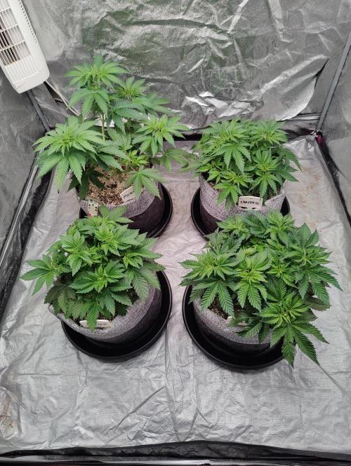 Mercedes, Judith, chappell and Leslie. Week 6