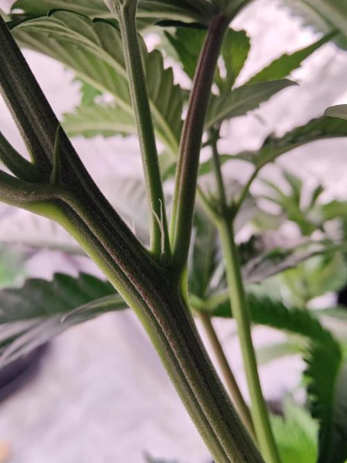 Mercedes, Judith, chappell and Leslie. Week 6