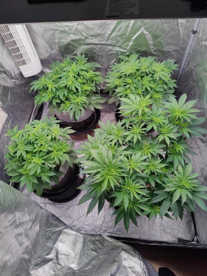 Mercedes, Judith, chappell and Leslie. Week 7