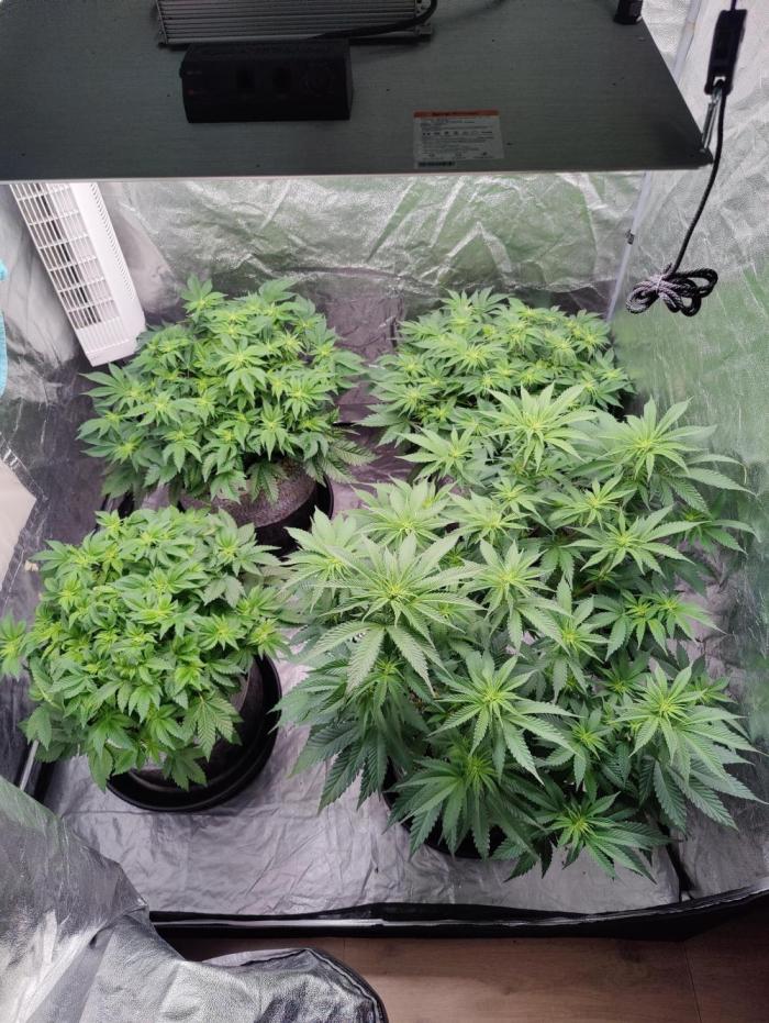 Mercedes, Judith, chappell and Leslie. Week 8