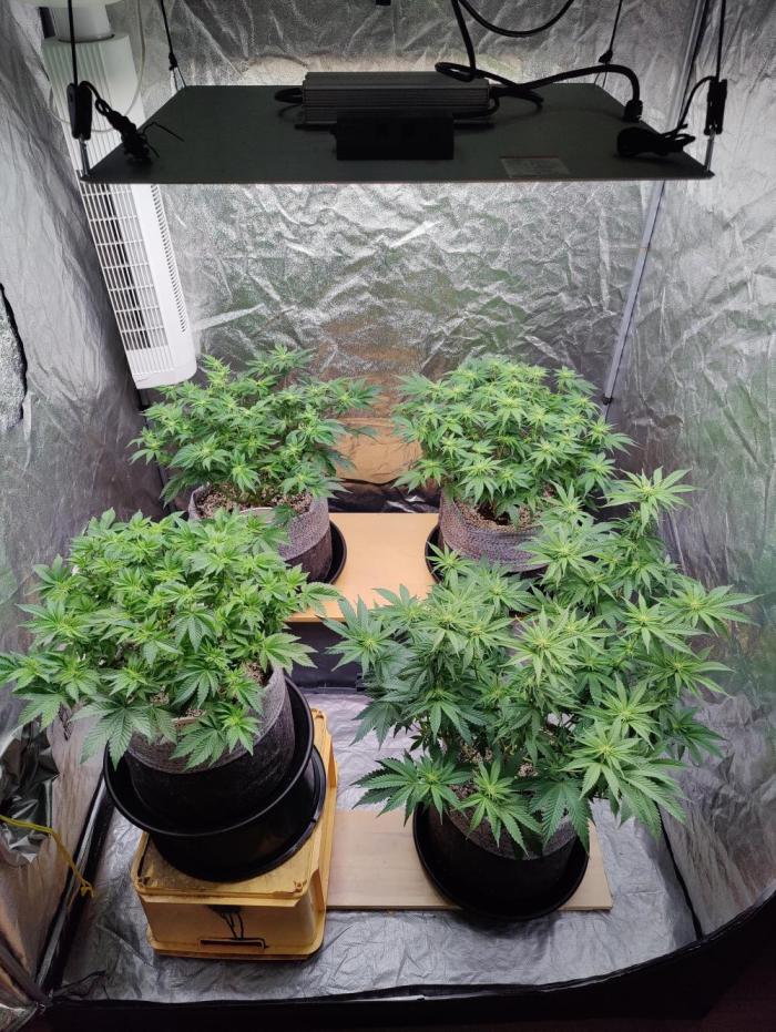 Mercedes, Judith, chappell and Leslie. Week 9