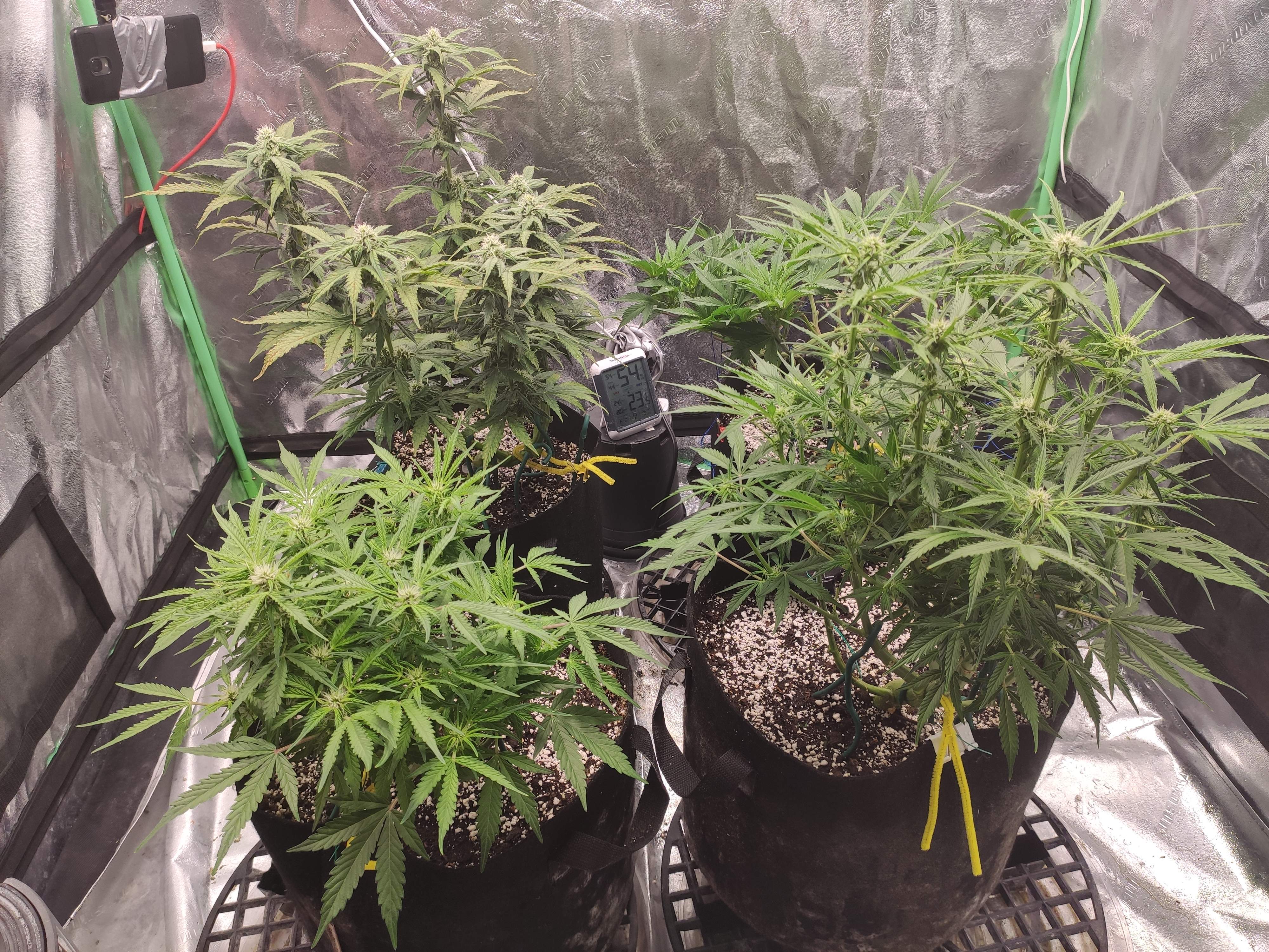 Auto chocolate Thai grow diary (journal) week8 by mkono87 GrowDiaries