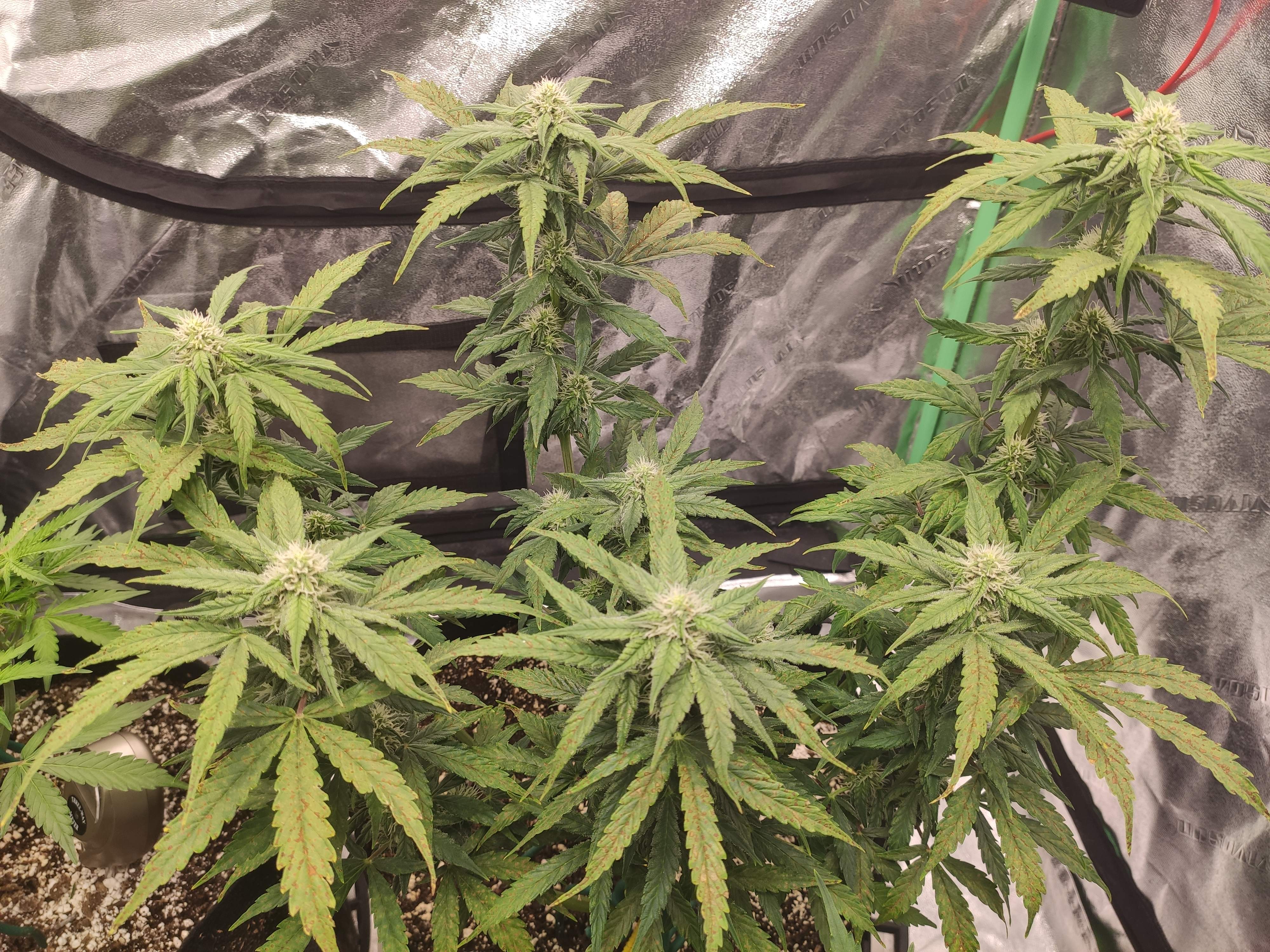Auto chocolate Thai grow diary (journal) week8 by mkono87 GrowDiaries