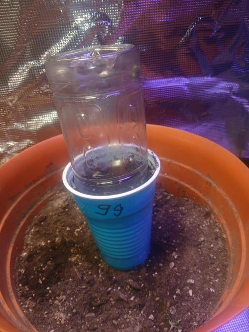 Gorilla Glue found in a bag. Week 1 - The dome