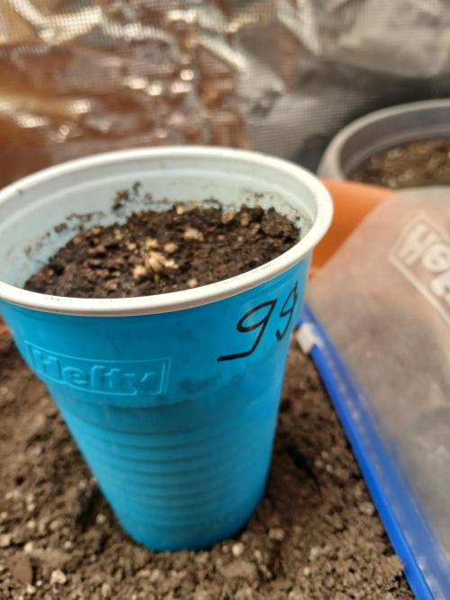 Gorilla Glue found in a bag. Week 1