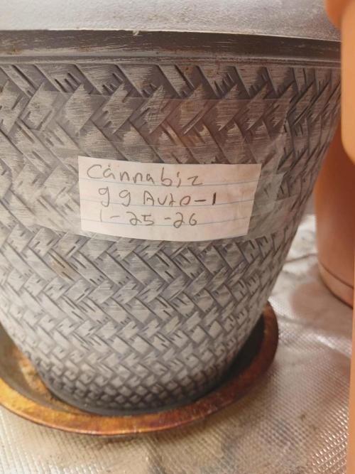 Cannabiz Gorilla glue auto-Pot #1. Week 0