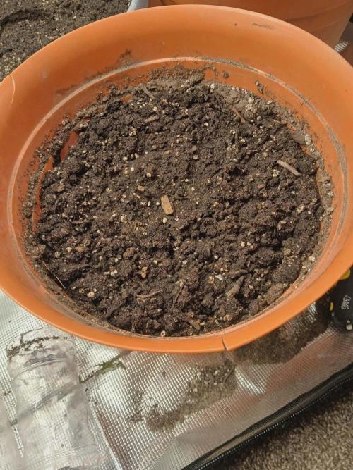 Cannabiz Gorilla glue auto - Pot 2. Week 0