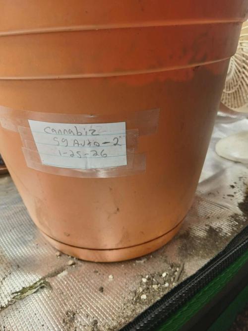 Cannabiz Gorilla glue auto - Pot 2. Week 0