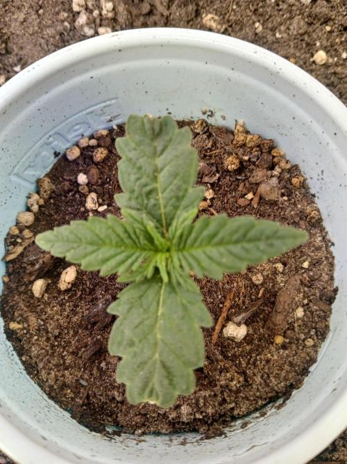 Gorilla Glue found in a bag. Week 2