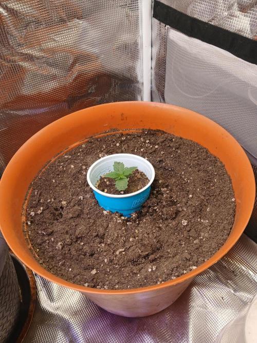 Gorilla Glue found in a bag. Week 2