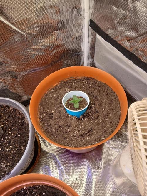 Gorilla Glue found in a bag. Week 2