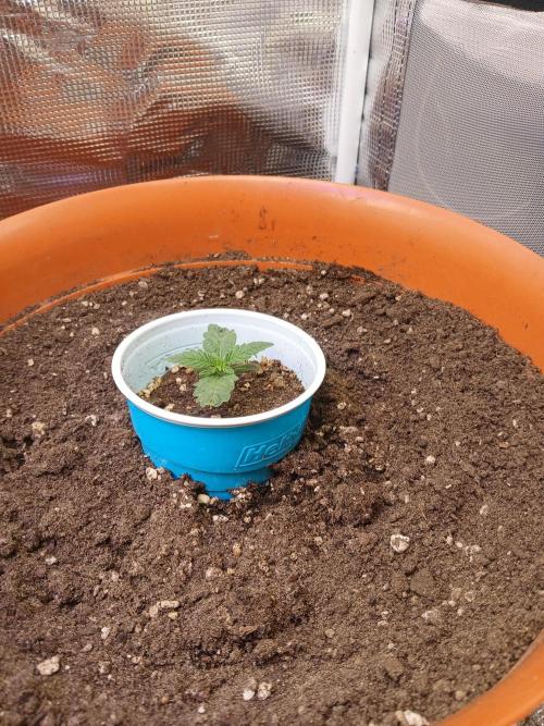 Gorilla Glue found in a bag. Week 2