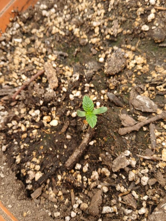 Cannabiz Gorilla glue auto - Pot 2. Week 1