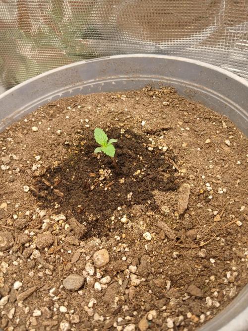 Cannabiz Gorilla glue auto-Pot #1. Week 1