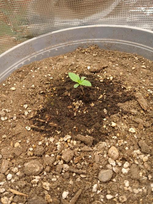 Cannabiz Gorilla glue auto-Pot #1. Week 1