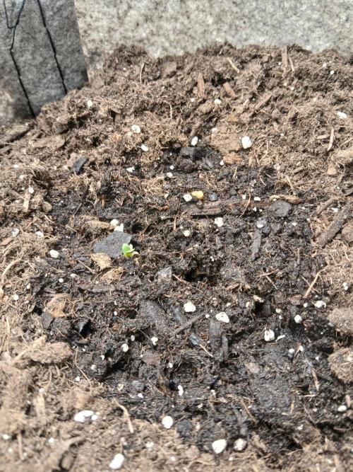 Cannabiz GG auto net pot. Week 0