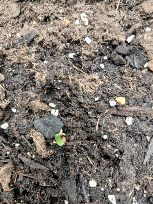 Cannabiz GG auto net pot. Week 0