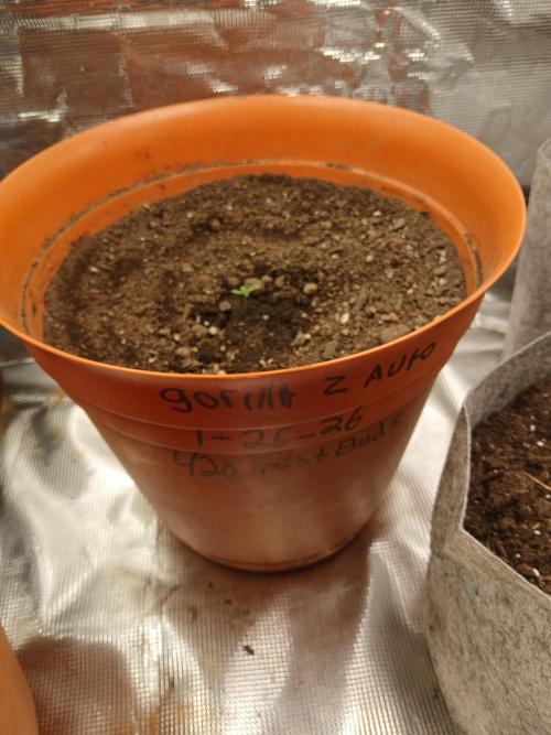 Gorilla z autos. Week 0