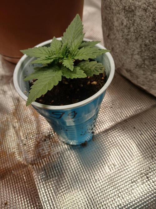 Gorilla Glue found in a bag. Week 3