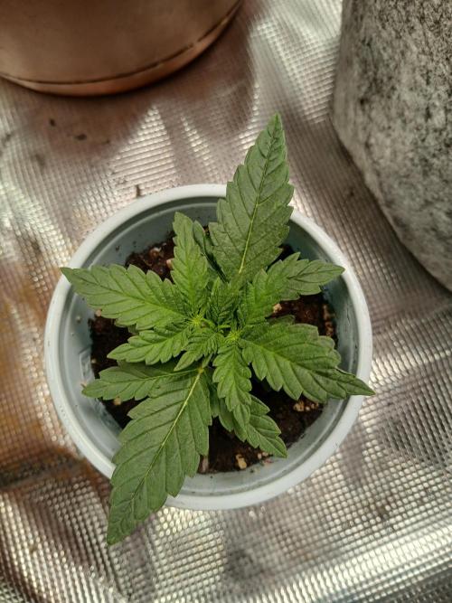 Gorilla Glue found in a bag. Week 3