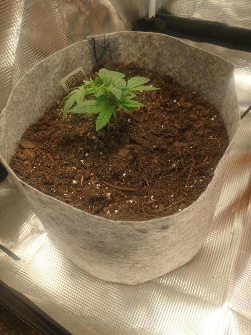 Gorilla Glue found in a bag. Week 4 - Time to water