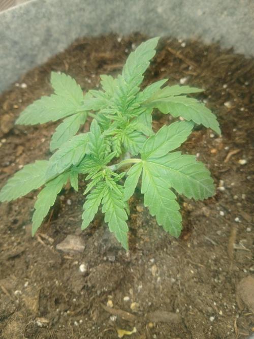 Gorilla Glue found in a bag. Week 4 - Topping early