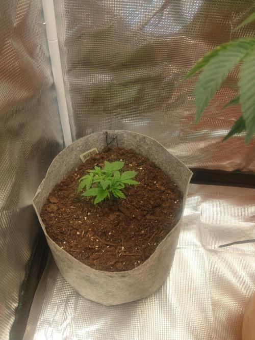 Gorilla Glue found in a bag. Week 4